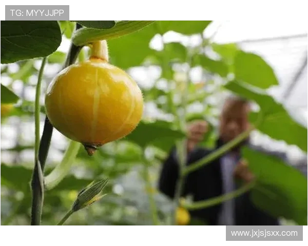 九台农商银行创新发展推动地方经济繁荣助力乡村振兴战略实施 九台农商银行创新发展推动地方经济繁荣助力乡村振兴战略实施